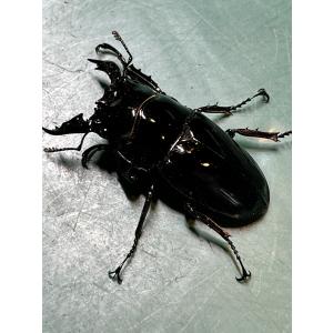 レギウスオオツヤクワガタ ペア ♂54mm ♀...の詳細画像2