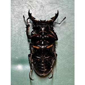 レギウスオオツヤクワガタ ペア ♂54mm ♀...の詳細画像3
