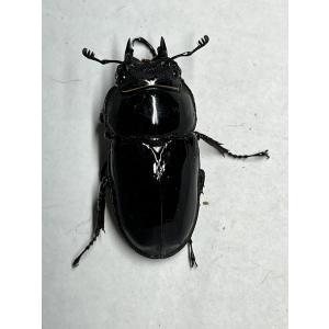 レギウスオオツヤクワガタ ペア ♂54mm ♀...の詳細画像4