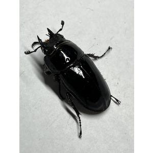 レギウスオオツヤクワガタ ペア ♂54mm ♀...の詳細画像5
