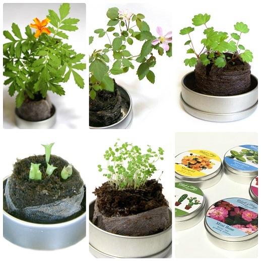 [ワイルドストロベリー]　ハーブ＆ベジ　ミニ　栽培キット