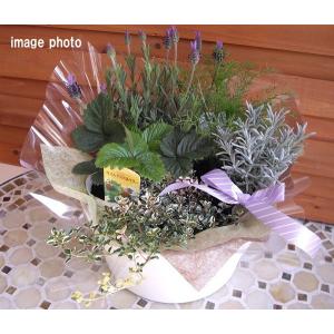 お誕生日 お祝い ハーブ苗 人気 おまかせ アレンジ 香り