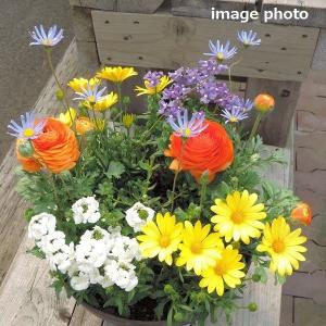 誕生日 母の日 父の日 記念日 お祝い 季節の花...の商品画像