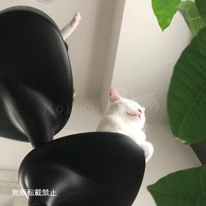 OPPO オッポ キャットタワー 突っ張り ス...の詳細画像3