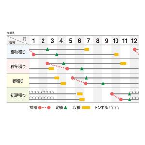 龍まさり コート6000粒 横浜植木 ネギ種 ...の詳細画像4