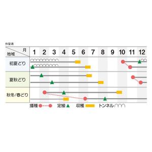 龍のぼり(UE-506) コート6000粒 横...の詳細画像4