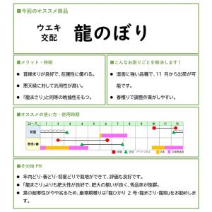 龍のぼり(UE-506) コート6000粒 横...の詳細画像5