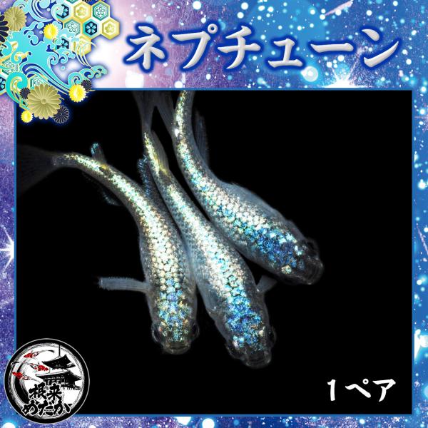 【1ペア】ネプチューン　