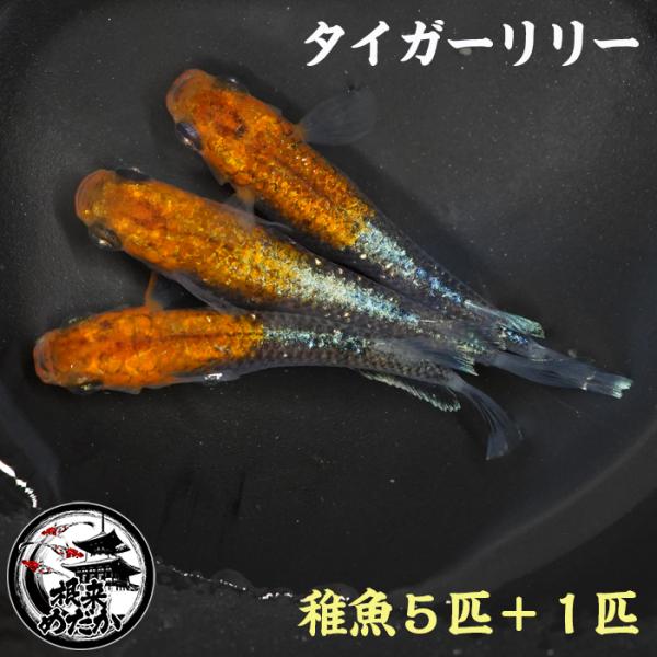 【5匹＋補償1匹】タイガーリリー　　MARIMOYA様血統