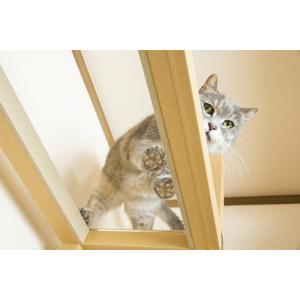 ネコダン 猫のインテリア専門店 ニャンダフルシェルフ Yahoo ショッピング