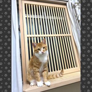 ねこ専用脱走防止窓【にゃんがーど】穴あけ不要の...の詳細画像2