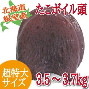 北海道根室産　タコ頭　3.5〜3.7ｋｇの超特大サイズ　（たこ　タコ　北海道産　）
