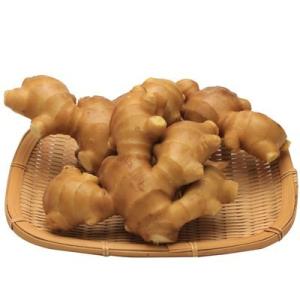 高知県産　黄金生姜（こがねしょうが） 1kg