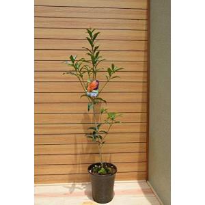 金木犀 鉢植え 花 ガーデニング の商品一覧 通販 Yahoo ショッピング