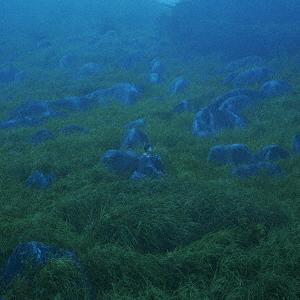 【送料無料】[CD]/She Her Her Hers/Diffusion of Responsib...