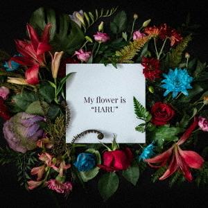 【送料無料】[CD]/BOY MEETS HARU/My flower is ”HARU”