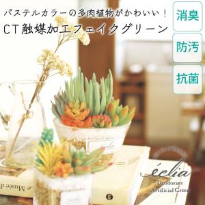 CT触媒 フェイクグリーン 造花 多肉植物 寄せ植え Lサイズ 小さめ パステルカラー かわいい 箱入り 観葉植物 消臭 抗菌 防汚 エクリア｜nest-grasshopper