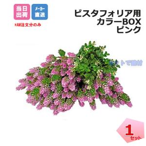 �J���[BOX �s���N 1�� VG-VFSPSET �C���V�����b�N�t�� �r�X�^�t�H���A �ǖʗΉ��p�l�� �l�H�A�� �t�F�C�N�O���[�� �l���z���{1000�~