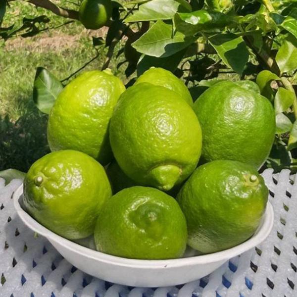 訳あり グリーンレモン 鹿児島県産 5kg 約25〜35個 コーティング剤不使用 防腐剤不使用 キズ...