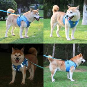 新作 可愛い カラフル メッシュ 犬 ハーネス...の詳細画像2