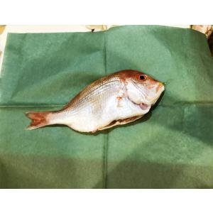 グリーンパーチ 魚を包む緑の紙 熟成 おさかなパックン （北海道・沖縄・離島は配送不可） 耐水 耐湿...