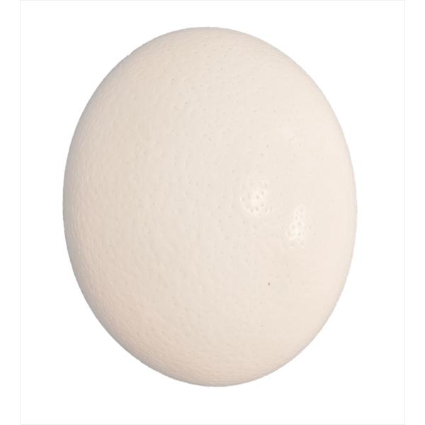 国産 ダチョウの卵殻 工芸品用 （北海道・沖縄・離島配送不可） たまご殻 卵 殻 オーストリッチエッ...