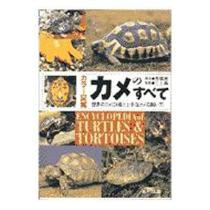 カメのすべて／高橋泉