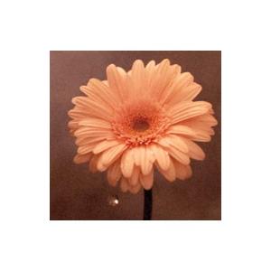 ｃｄ 花は咲く 花は咲くプロジェクト ｎｈｋ明日へ東日本大震災 ネコポス不可 宅配便のみ可 エイブルマートヤフー店 通販 Yahoo ショッピング