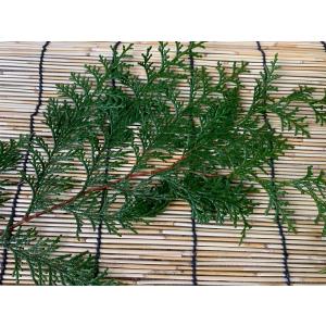 丹波産 ひのきの葉の詳細画像3