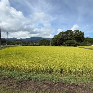 新米 令和8年産 コシヒカリ 玄米 30kg ...の詳細画像5