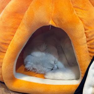 【並行輸入品】 Warm and Comfor...の詳細画像4