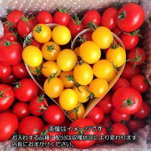 販売終了　トマト　ミニトマト　新鮮　生産者直送　店長おまかせバラミックス『ハート』でお届け　２キロ　1日3箱限定　クール便で配送