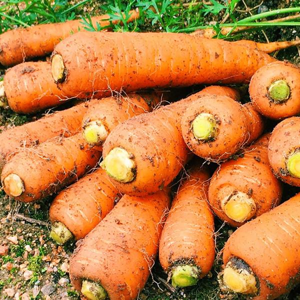 人参 訳あり 国産 にんじん 10kg 人参 サイズバラバラ 濃厚な味わい カレーやピクルス 漬物 ...