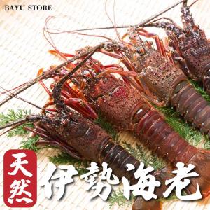 伊勢海老 冷凍 国産 生食用 約450-500g (4〜6尾) 刺身 エビ 海老