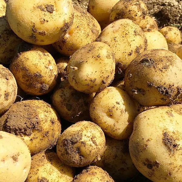 国産 じゃがいも 3kg 大容量 新鮮 野菜 業務用 ポテトフライ馬鈴薯 爆買