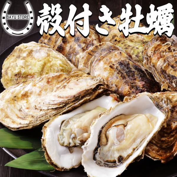 殻付き牡蠣 1袋(10粒入り) 牡蠣の旨みたっぷり 兵庫県 室津港 牡蠣 カキ 殻付き 生牡蠣 生ガ...