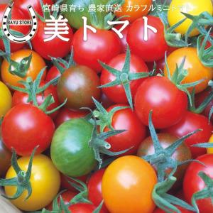 プチトマト キノシタファーム くす美農園 美トマト 約1kg カラフル 農家直送 ミニトマト｜next1021