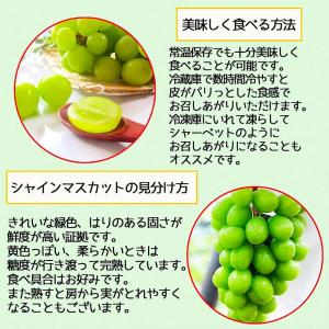 桃 4玉 マスカット 1房 父の日 2026 ...の詳細画像3