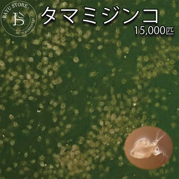 タマミジンコ 5g(約15000匹) 魚の餌 生き餌 クロレラ グリーンウォーター メダカフレンド ...