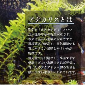 アナカリス メダカ 水草 5本 国産 農薬不使...の詳細画像2