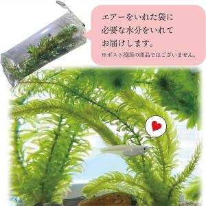 アナカリス メダカ 水草 5本 国産 農薬不使...の詳細画像5