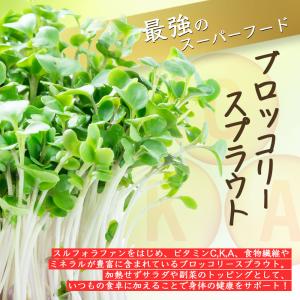 ブロッコリースプラウト種子(300ml×2袋)...の詳細画像1