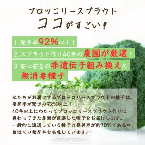 ブロッコリースプラウト種子(300ml×2袋)...の詳細画像4
