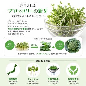 国産 ブロッコリースプラウト 40g (5袋)...の詳細画像2