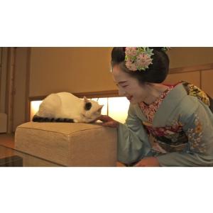 エントリーでP10倍! DVD 岩合光昭の世界...の詳細画像2