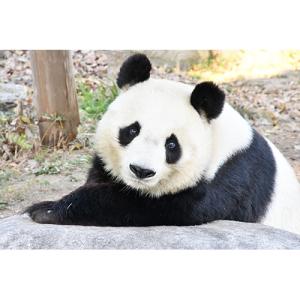 ごろごろパンダ日記 DVD 全2枚の詳細画像3