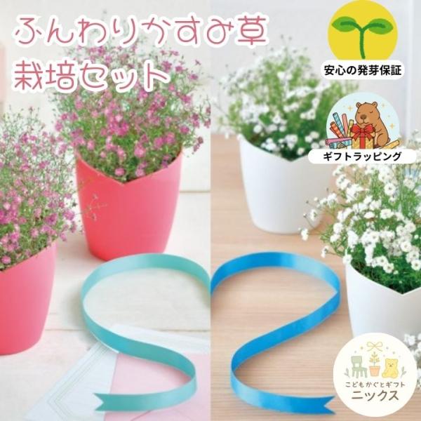 栽培キット ふんわりかすみ草 栽培セット 選べる2色 ピンク 白 卓上 室内 園芸 おしゃれ かわい...