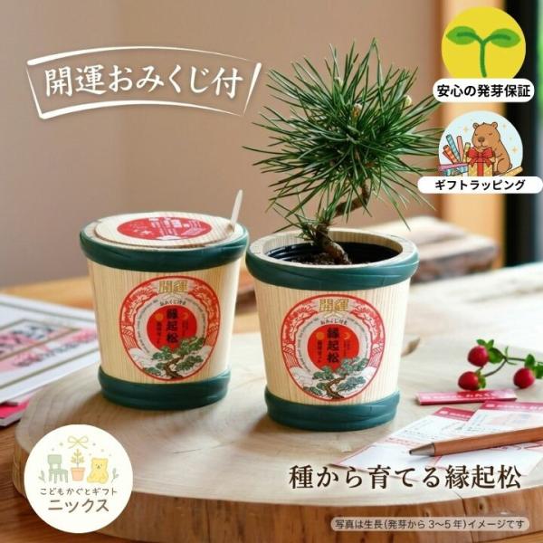 　栽培キット 縁起松 栽培セット おみくじ付き 盆栽 ミニ 黒松 五葉松 観葉植物 おしゃれ 杉 ミ...
