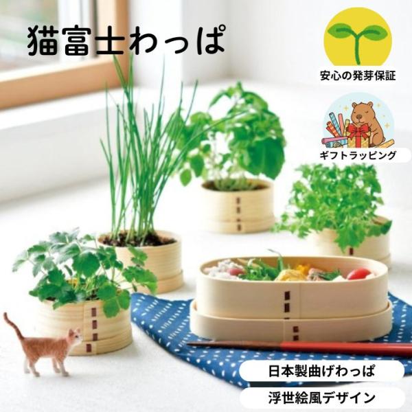 　栽培キット 猫富士わっぱ 聖新陶芸 曲げわっぱ 栽培セット 日本製 四季 富士山 浮世絵 薬味 野...