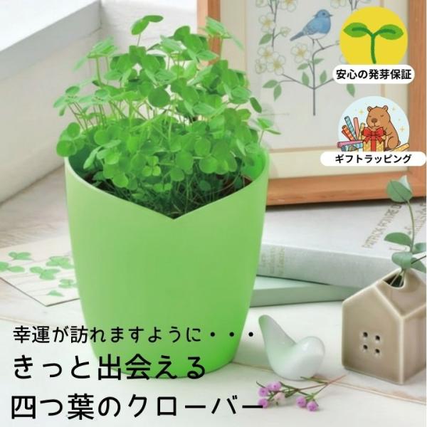 栽培キット 四つ葉のクローバー 栽培セット 誕生日 プレゼント ギフト 記念日 観葉植物 室内 初心...